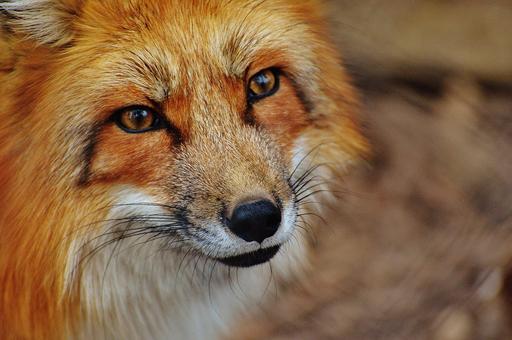 Верховный суд РФ запретил держать дома лис