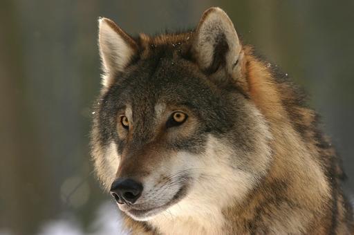 Исследование: волки могут помочь в борьбе с АЧС