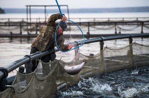 В Норвегии установят ограждения на аквафермах для спасения дикого лосося