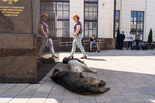 Аналитики насчитали свыше 4 млн бездомных животных в России
