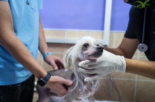 Паразиты в коже собаки: специалисты Краснодарской МВЛ обнаружили случай кожной формы дирофиляриоза