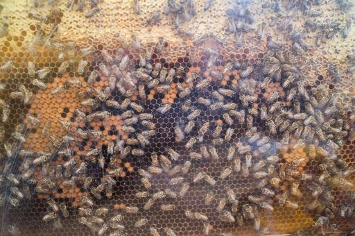 Ученые обнаружили в составе фунгицидов вещества, вызывающие гибель пчел