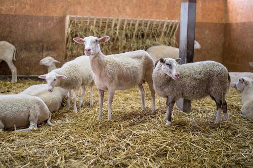 Правительство выделит деньги на поддержку молочных и овцеводческих ферм