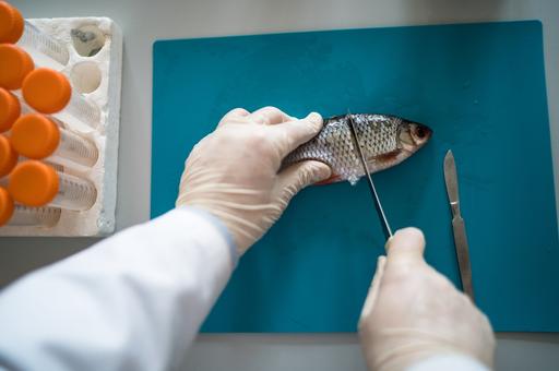 С 1 марта в России вступят в силу новые правила ветсанэкспертизы рыбы