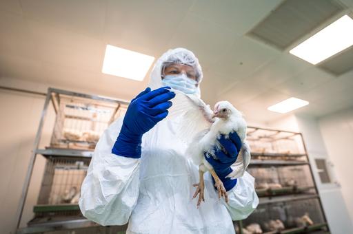 В мире выявили 416 новых очагов гриппа птиц в ноябре