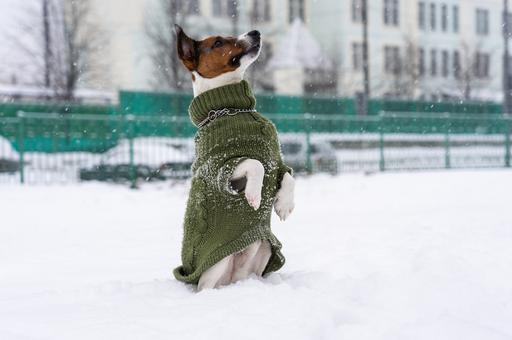 Кинологи рассказали, как зимой предупредить болезни собак
