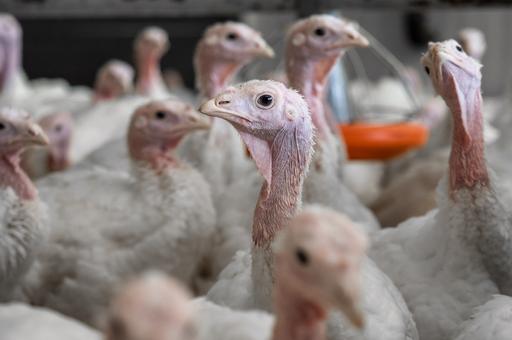 О новых очагах гриппа птиц в МЭБ сообщили девять стран