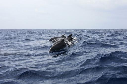 В России хотят ввести запрет на вылов китов и дельфинов
