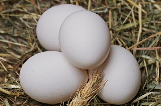Россельхознадзор ограничил поставки инкубационных яиц с восьми немецких ферм