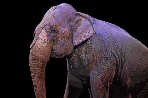 Франция ввела запрет на использование диких животных в цирках