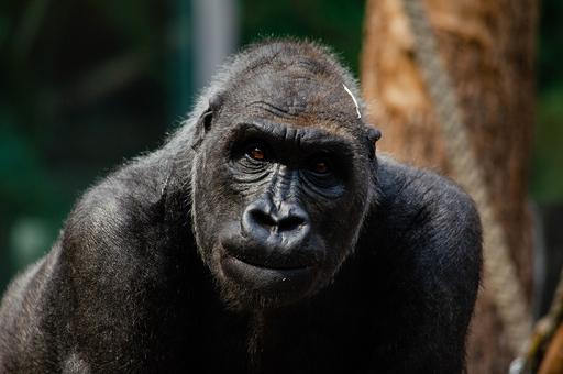 В зоопарке Роттердама гориллы и львы заразились COVID-19 от персонала
