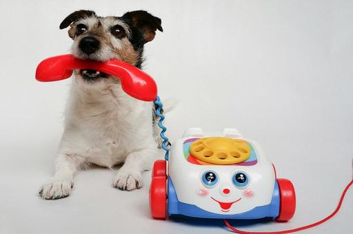Ученые изобрели телефон для собак
