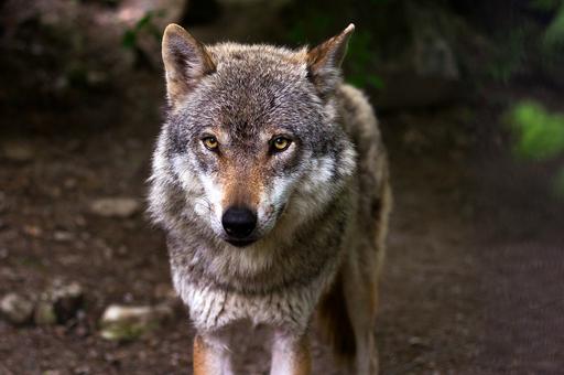 Родители из ХМАО просят перевести детей на дистанционку из-за волков
