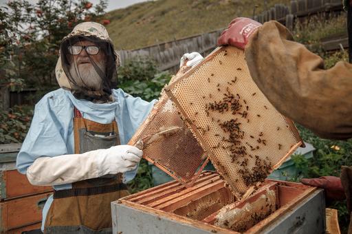 Пчеловодов предупредят о каждом случае применения пестицидов