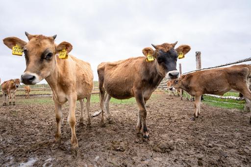 В Госдуму внесли законопроект о квотах на скот в ЛПХ