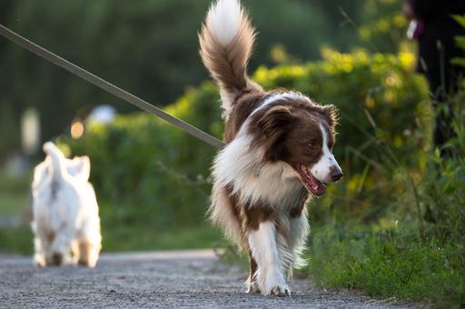 За выгулом собак проследят с помощью видеокамер