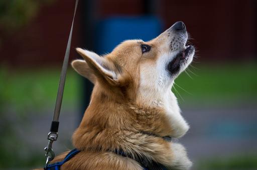 В Канаде специально обученные собаки успокаивают людей перед вакцинацией от COVID-19
