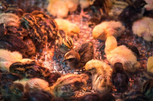 Опыт российской птицефабрики: как минимизировать использование антибиотиков при выращивании птицы