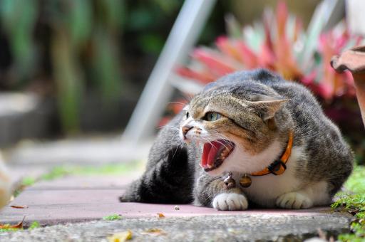 Исследование: домашние кошки проявляют признаки психопатии
