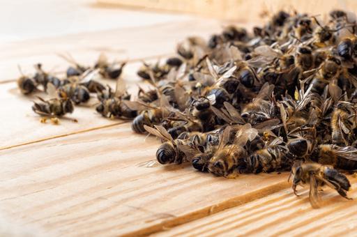 Минсельхоз РФ: какие болезни пчел наносят наибольший вред пчеловодству