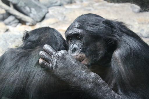 В Конго заявили об эпидемии оспы обезьян среди людей