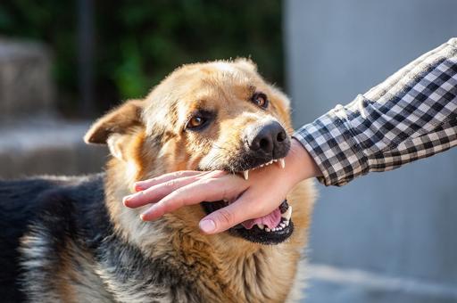 В США 18 человек обратились за медпомощью после контакта с зараженной бешенством собакой