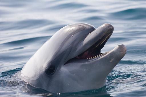 Контрабандисты пытались незаконно вывезти дельфина из России на Украину
