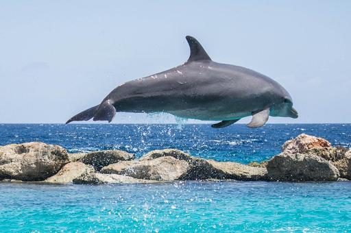 Госдума приняла закон о запрете на промышленный вылов китов и дельфинов