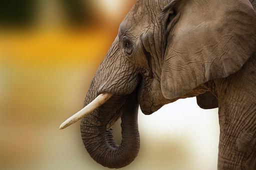 В зоопарках Канады запретили катание на слонах