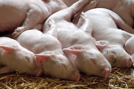 Генетический центр по осеменению свиней запустят в России в 2022 году