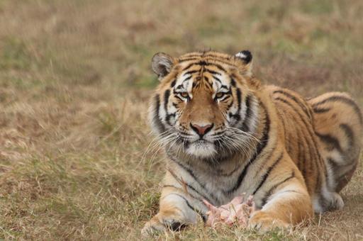 На Дальнем Востоке проведут учет всех амурских тигров в 2022 году