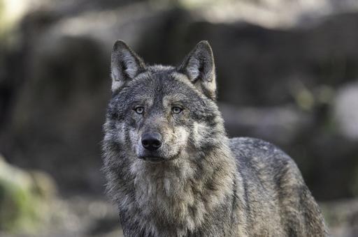 Зоопарк во Франции закрыли из-за сбежавших волков