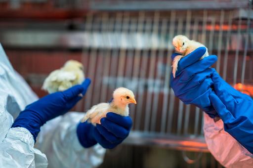 Новые очаги гриппа птиц с 15 по 21 января выявили в 20 странах