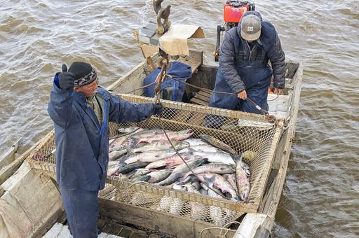 Российские рыбаки выловили на Дальнем Востоке 202 тыс. тонн минтая