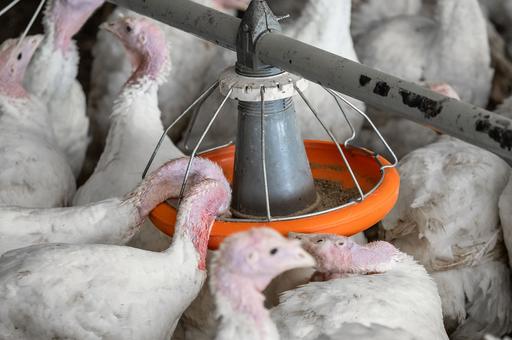 США сообщили о вспышке гриппа птиц на индюшиной ферме в Индиане