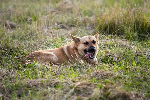 Власти Забайкалья ввели режим повышенной готовности из-за собак