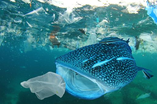 Ученые рассказали, как отходы в океане влияют на морских млекопитающих