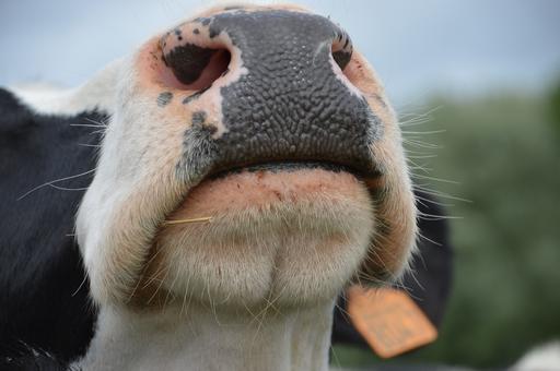 Ученые разрабатывают AI-технологию для идентификации скота по носу