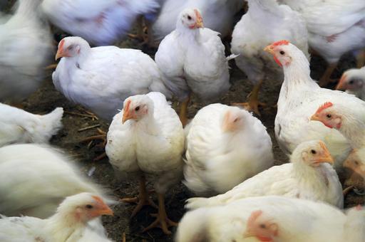 Птицеводы Ирландии прогнозируют дефицит яиц и мяса в стране