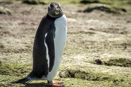 В английском зоопарке от птичьей малярии погибли десятки пингвинов