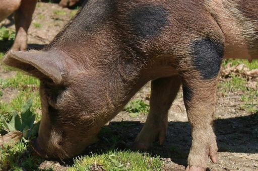 Болезнь Ауески выявили у диких свиней на ферме в Колорадо