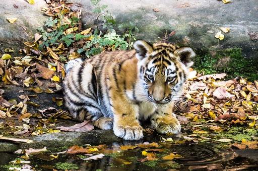 В Минприроды рассказали об операции по спасению тигренка в Приморском крае