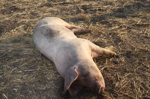 Власти Мексики установили причину падежа свиней