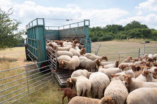 Вспышка оспы овец зафиксирована в Дагестане