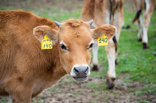 Ветспециалисты напомнили о профилактике демодекоза у скота и домашних питомцев