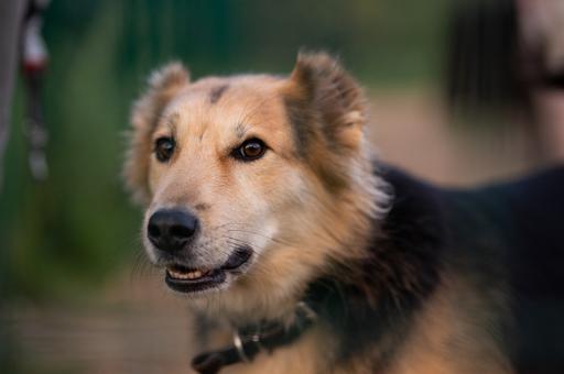 Ветспециалисты сообщили о новом случае отравления собаки в Новороссийске