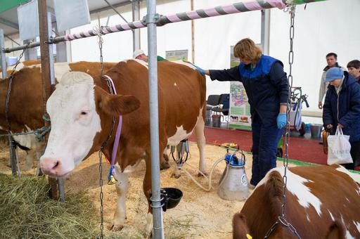 Как по молоку коровы определить состояние ее здоровья