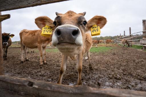 В Калмыкии создадут криобанк скота