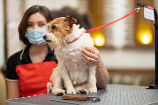 Во Франции зафиксировали вспышку парвовируса у собак
