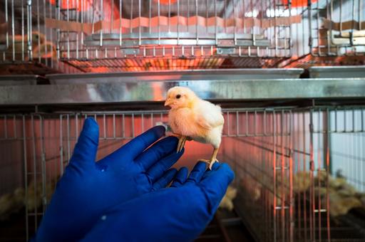 Минсельхоз Израиля запретит держать цыплят в клетках